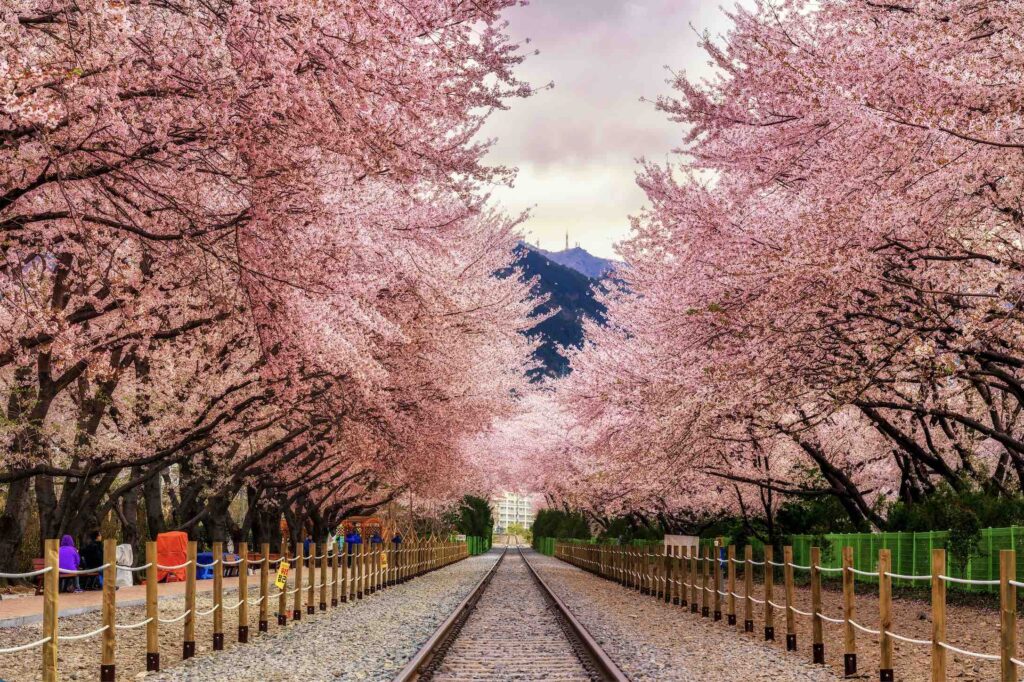 South Korea cherry blossom 