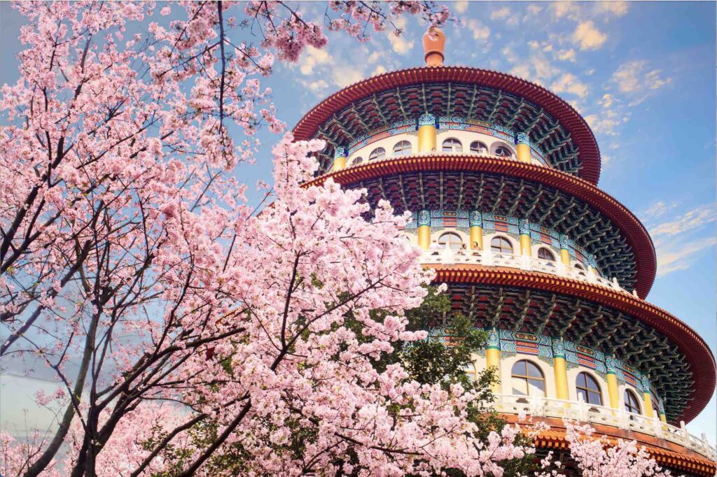 Taiwan cherry blossom