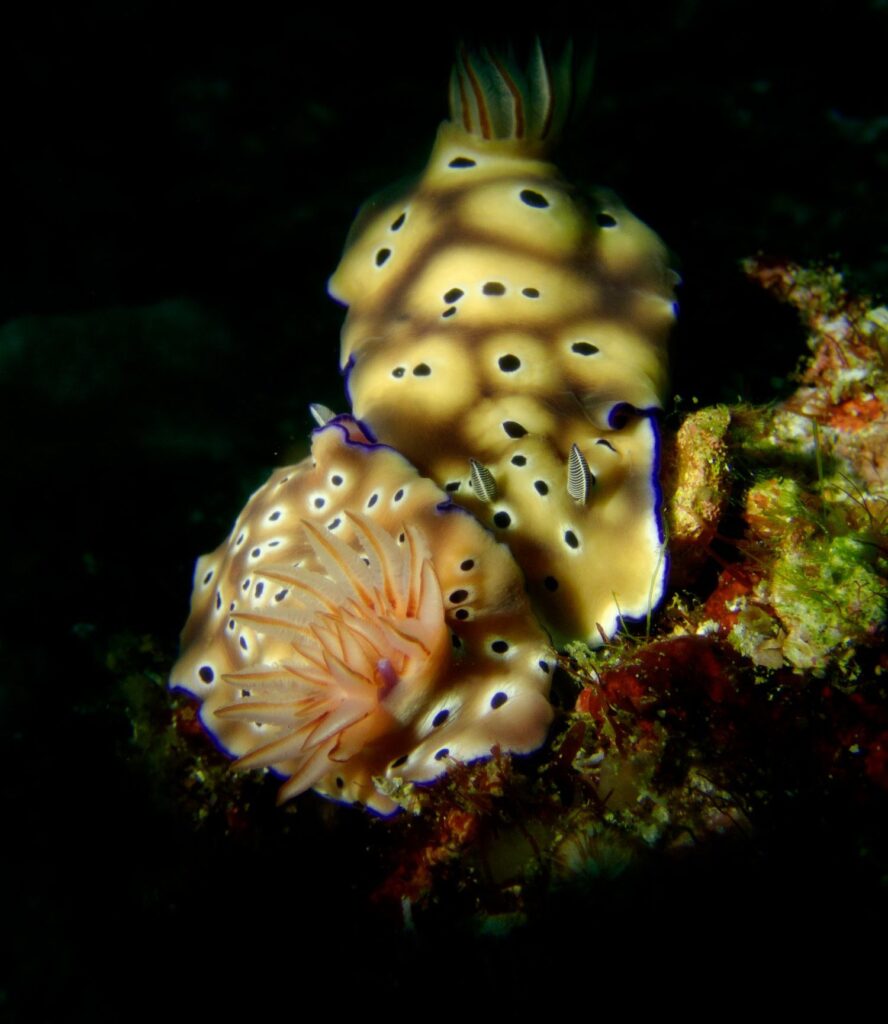 Anilao Underwater Shootout Nudibranch