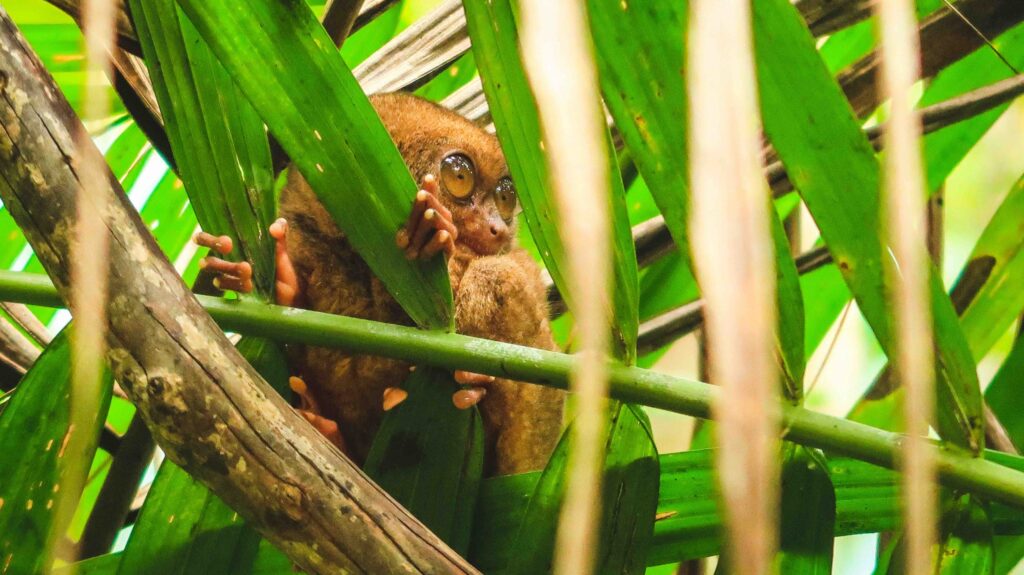 Bohol: the tarsier