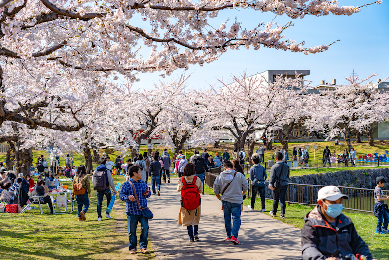 Sakura in Goryokaku Park in Japan