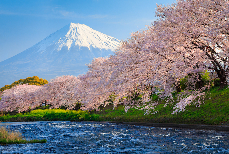 Sakura and Mt Fuji Japan