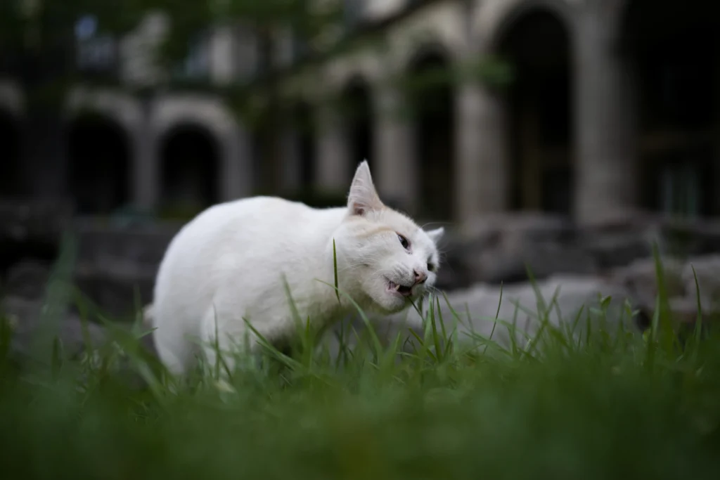 cats of Mexico National Palace