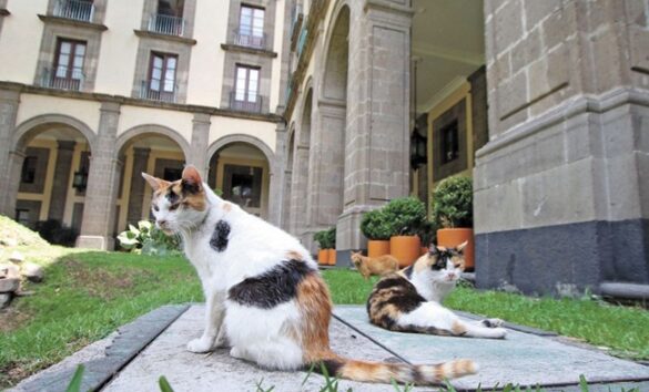 palace cats 
