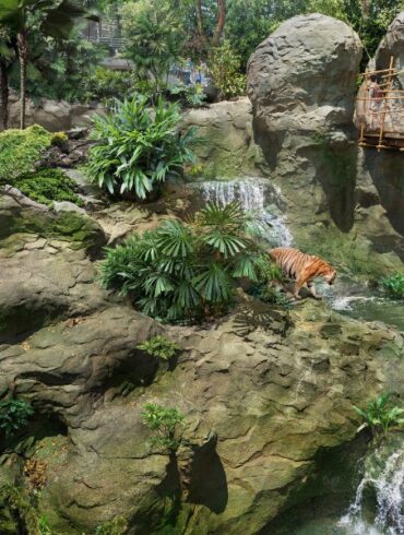 singapore rainforest wildlife