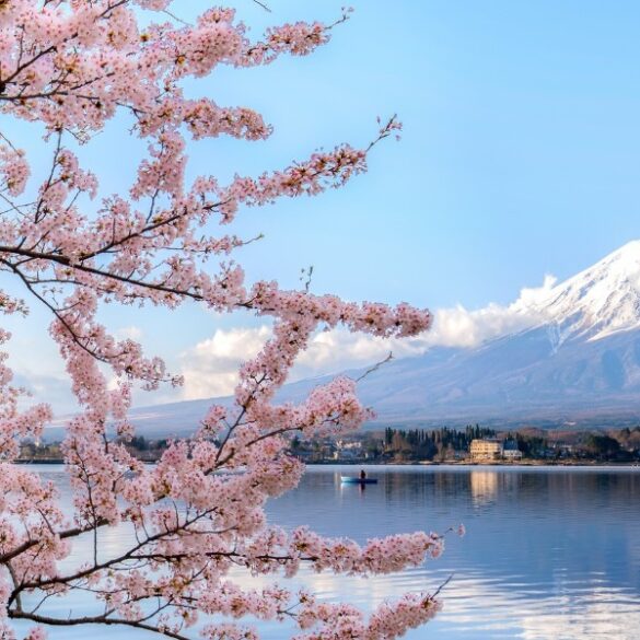 Japan cherry blossom photo spots